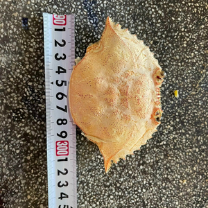 BEST SELLER Natural Dried Holiday Crab Shell Wedding Party Table Decor Clean Durable Viet D.E.L.T.A Co. Ltd 2 Year Shelf Binh - Product Image 1