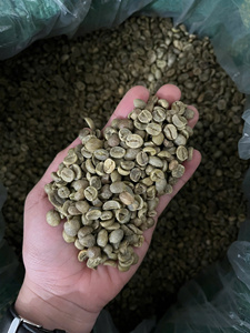 [Alta Calidad] Nueva Cosecha 25-26 Lam Dong Grado 1 Granos de Café Arábica Crudos, Empaque de 60 kg, Marca Dhpone, 90% Maduros, 13.2% Humedad - Product Image 4