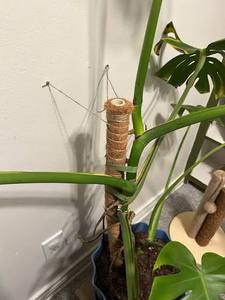[VENTA EXITOSA] |   Varilla extensible de fibra de coco para entrenamiento de plantas en agricultura, viveros y viñedos, suministro de Vietnam - Product Image 2