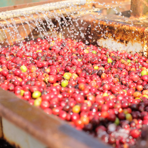 Granos de café verde Robusta vietnamita de alta calidad, procesados a partir de granos de café secados al sol de forma natural, para exportación en grandes cantidades. - Product Image 2