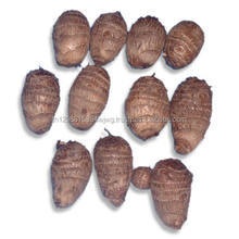 เมล็ดหมากฝรั่งดิบคุณภาพส่งออกขายดีที่สุด เกรดพรีเมียมจากประเทศไทย - Product Image 3