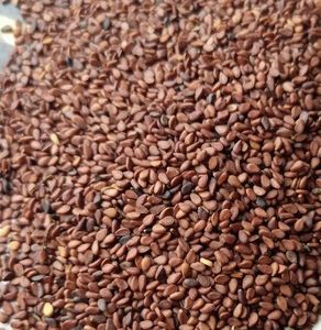 Sésamo Marrón Orgánico de Calidad de Exportación, Rico en Sabor y Nutrientes, Ideal para Cocinar y Hornear, Disponible a Precio Competitivo - Product Image 5