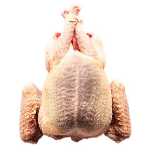 Pigeon congelé de qualité supérieure, viande de pigeon fraîche et congelée pour l'exportation et la vente en gros - Product Image 1