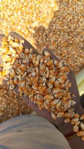 Maíz Amarillo Convencional de Alta Calidad para Alimentación Animal, Grado A, Rico en Proteínas, Vida Útil de 12-18 Meses, Calidad de Exportación, 30 kg - Product Image 6