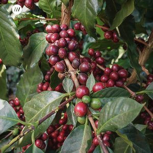 Café HAN du Vietnam, Arabica torréfié en grains entiers |   Torréfaction moyenne |   Goût amer |   Approvisionnement direct d'usine - Product Image 6