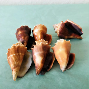 Assorted conch shell <b>beads</b> natural sea shells supplier <b>direct</b> price seashells for jewelry craft - Product Image 5