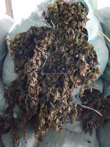 Wholesale Vietnam Dried Sargassum Seaweed 2025 Premium Quality Best Price Export Ready - Product Image 5