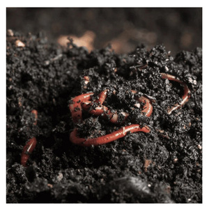 Export Quality Vermicompost <b>Soil</b> for International Agricultural Buyers Horticulture Suppliers and Farming Enterprises - Product Image 1
