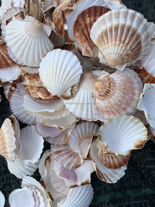 เปลือกหอยหอยสังข์ขัดเงาสวยงามจากเวียดนามผ้าโพกหัวขนาดใหญ่หอยทากเปลือกหอยความงามของพิพิธภัณฑ์สัตว์น้ำงานฝีมือชายฝั่ง - Product Image 3