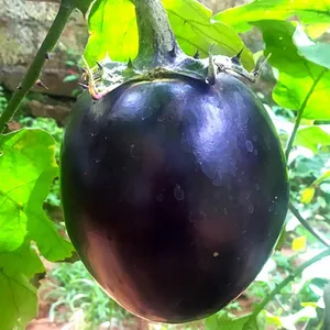 Semillas de Berenjena (Alicante) – aptas para cultivo agrícola - Product Image 3