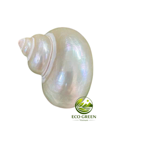 Adorno Decorativo de Concha Marina Pulida Blanca, Estilo Costero, para Hogares, Hoteles, Resorts y Exhibiciones de Eventos - Product Image 5