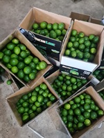 Citron en gros du Vietnam fruits frais sans pépins citron vert lime produit agricole du Vietnam norme d'exportation vers Dubaï