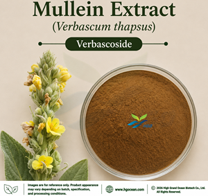 Suministro Directo de Fábrica HGO de Extracto Natural de Verbasco (Verbascum thapsus) Grado Alimenticio, Extracto Estandarizado de Verbascósido 10% 20% - Product Image 1