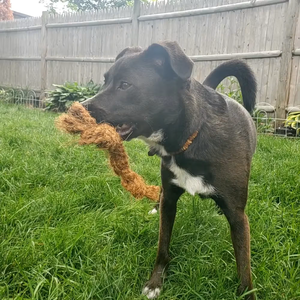 Fabricante de Juguetes de Cuerda de Cáscara de Coco para Perros en Vietnam, Cuerda de Coco Ecológica para Masticar para Perros con Mordida Agresiva ANGLE - Product Image 6