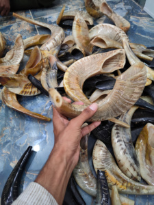 Kosher shofar ทำในอิสราเอลแกะฮอร์นธรรมชาติเป็นมิตรกับสิ่งแวดล้อมสไตล์สัตว์สำหรับเป่าศิลปะ & สะสมงานฝีมือเขา kudu - Product Image 4