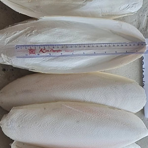 Hueso de Sepia Natural de Vietnam, tamaño 5-10cm, para Aves y Mascotas, Proveedor Mayorista OEM para el Mercado de la UE - Product Image 1