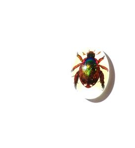 Cabochon ovale en plastique de 12x18 mm avec spécimen réel de coléoptère Golden Cockchafer, fond plat, effet lumineux, pour artisanat et fabrication de bijoux - Product Image 3