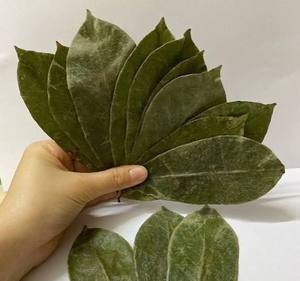 Premium Dried Soursop Graviola Leaves Loose Leaf Herbal <b>Tea</b> Natural Plant Material Bulk Packaging Vietnam Export - Product Image 3