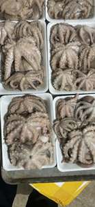 Pulpo Bebé Congelado, Suministro de Mariscos de Alta Calidad, Exportación a Granel - Product Image 5