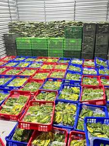 Venta al por mayor de cubos de aguacate congelados, exportación desde Vietnam - Product Image 5