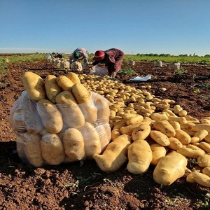 Pommes de terre fraîches de qualité supérieure pour l'exportation en gros – Pommes de terre naturelles cultivées en ferme, disponibles à la vente - Product Image 4