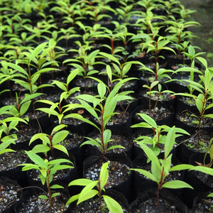 Sacs de pépinière écologiques, biodégradables, compostables, recyclables, jetables, à base d'amidon de maïs, pour l'agriculture et le jardinage - Product Image 3