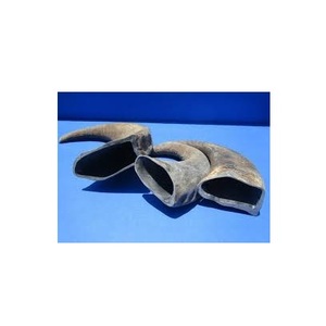 Cuerno de búfalo y vaca crudo de calidad natural, listo para exportar a bajo costo, en venta. - Product Image 5