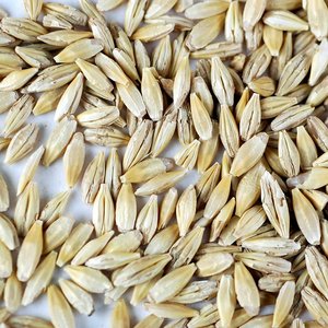 Cebada Orgánica 100% al por Mayor para Maltear, Grano de Cebada Listo para Exportación / Excelente Cebada a Granel para Maltear, Alimento para Cebada - Product Image 4