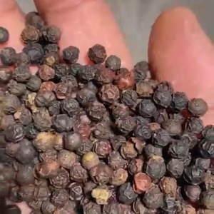 Pimienta Negra de Primera Calidad, Especias Naturales Enteras, Aroma Intenso para Cocinar, Condimento a Granel, Suministro de Exportación, Grado Alimenticio, Telangana - Product Image 6