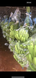 Plátano Cavendish Fresco Premium, Calidad de Exportación, Rico en Nutrientes, Cultivo Natural, Fruta Tropical de Vietnam, 99 Gold Data, 13 kg, Dak Lak - Product Image 3