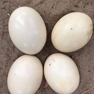 ไข่นกกระจอกเทศสดและลูกไก่ในห้องเก็บอุณหภูมิอุ่น - Product Image 1