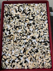 Cabujón de madera de cacahuete de cristal marrón de alta calidad, piedra preciosa Natural para hacer joyas, cuentas sueltas, venta al por mayor, ARHAN GEMS Rajasthan - Product Image 2