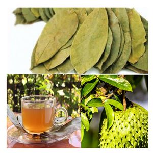 Premium Vacuum Packed Dried Soursop Leaves Graviola <b>Tea</b> Supply - Product Image 4