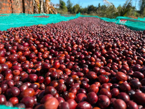 Healthy Organic Arabica Green <b>Coffee</b> <b>Bean</b> Vietnam Origin Non-GMO Gluten-Free Whole Grain Nutritious Food Bulk Supply Factory - Product Image 4