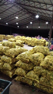 Precio de fábrica Jengibre fresco Jengibre entero seco Nueva cosecha de alta calidad de Vilaconic Vietnam - Product Image 5