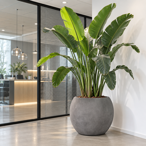 Juego de 4 Macetas Redondas de Fibra de Vidrio Gris, Estilo Concreto Mate, para Jardín Exterior, de 110 cm, Decoración Moderna para Patio - Product Image 4