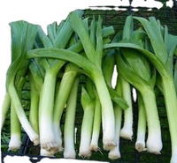 POIREAU FRAIS NATUREL VENTE EN GROS/POIREAU VERT BIOLOGIQUE/APPROVISIONNEMENT D'USINE DE QUALITÉ D'EXPORTATION