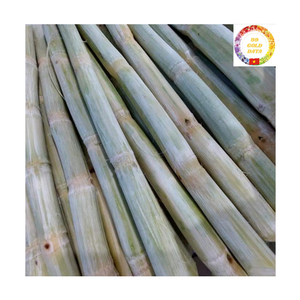 Caña de Azúcar Congelada Industrial |   Caña de Azúcar Dulce de Alto Contenido Brix para Producción de Jugos, Proveedor Mayorista a Granel - Product Image 6