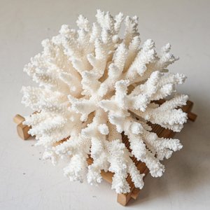 Décor d'aquarium, coquillages marins blancs pour décoration nautique et artisanat, coquillages de plage naturels, propres et secs. - Product Image 2