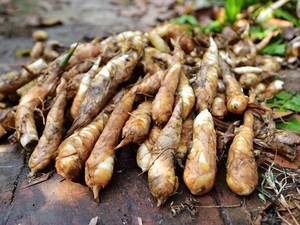 ORGANIC ARROWROOT <b>STARCH</b> HIGH QUALITY FOOD GRADE FOR BAKING - Product Image 1