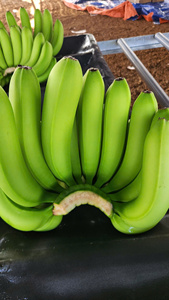 Bananes Cavendish Premium du Vietnam – Goût sucré, qualité fraîche, idéales pour l'exportation - Product Image 6