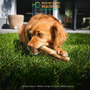 ECO2GO VIETNAM - Palitos de Madera de Café para Perros, para Hábitos de Masticación Saludables y Reducción del Masticar Destructivo - Product Image 6