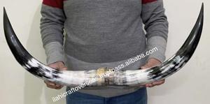 Paire de cornes de bison polies, décoration murale, design Art Déco, grande taille de 10 à 18 pouces, pour mariage, anniversaire - Product Image 2