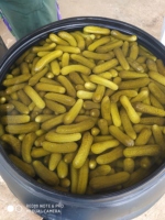 Pepinos Curvos en Salmuera, Pepinos en Conserva en Envase Tipo Tambor, Sabor Salado