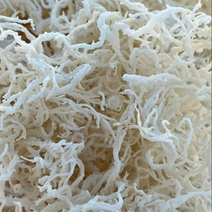 Mousse d'algues irlandaise du Vietnam de haute qualité en vrac pour compléments alimentaires, exportation vers les marchés américain et européen - Product Image 2