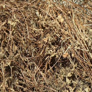 Gelée de plantes naturelle brute du Vietnam pour la production de garnitures de boissons et la création de coupes de gelée végétale soyeuse et lisse - Product Image 5