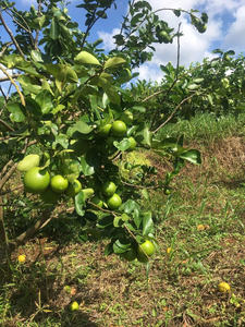 Citron vert sans pépins de qualité supérieure, naturel, frais, du Vietnam - Normes internationales, bon pour la santé, type ANNA DO - Product Image 5