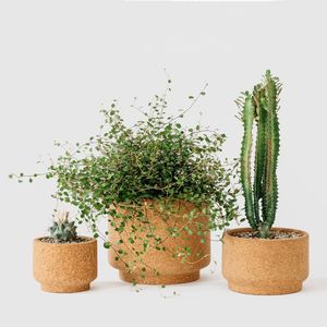 Maceta Ecológica de Fibra de Coco – Vaso de Inicio 100% Biodegradable y Orgánico para Jardinería Sostenible - Product Image 1