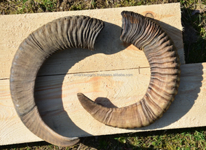 Cuerno de Oveja Natural, Calidad de Exportación, Material Orgánico, Pieza Decorativa Africana Hecha a Mano, Regalo Festivo con Forma Natural Única - Product Image 3