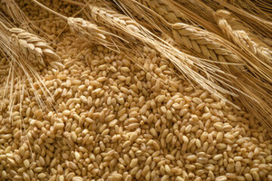 Trigo de Alto Contenido Proteico para Consumo Humano, Trigo Integral para Moler, Grado Alimenticio, Proveedor de Trigo a Granel, Exportador Mayorista, 24 Meses de Caducidad - Product Image 3
